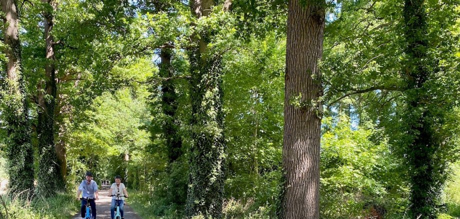 Ein Radfahrer und eine Radfahrerin, die bei sonnigem Wetter durch eine grün blühende Allee fahren. 