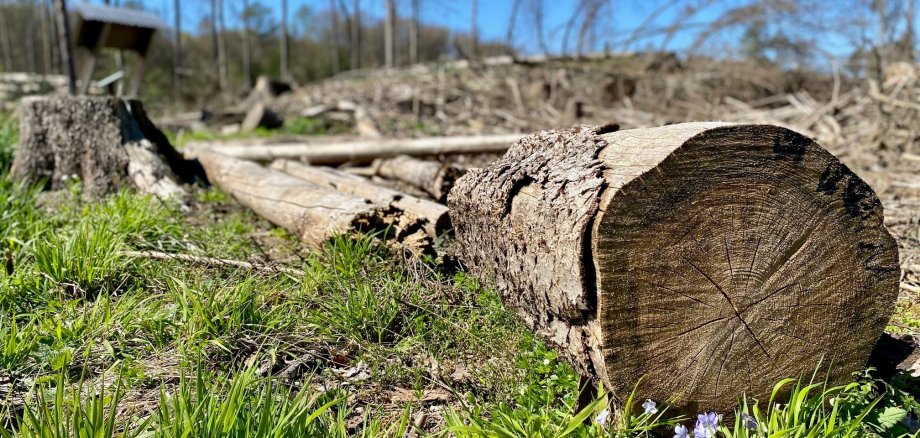 Ein trockener Holzstamm liegt inmitten einer abgeholzten Waldfläche. 