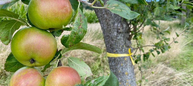 Vier reifende Äpfel an einem Ast. Im Hintergrund ist zu erkennen, dass der Baum mit einem gelben Band gekennzeichnet wurde.  