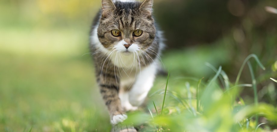 Ein grau-weiße Katze schleicht über einen Stamm, der im Gras liegt. 