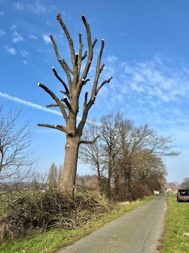 Eine stark zurückgeschnittene Eiche