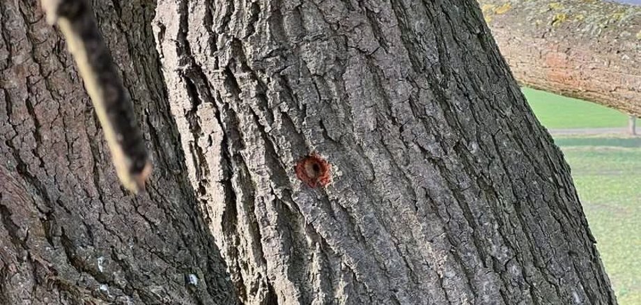 Eine Spechthöhle in einem Baum