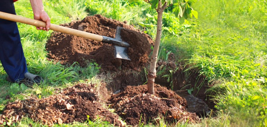 Man plants a small tree, hands holds shovel digs the ground, nat